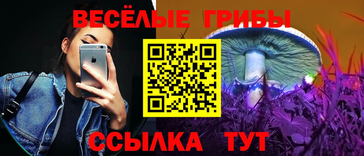 Псилоцибиновые грибы GOLDEN TEACHER Курчалой